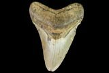 Fossil Megalodon Tooth - North Carolina #109844-1